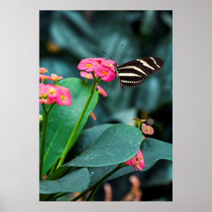 Vacker fjäril på en rosa blomma poster