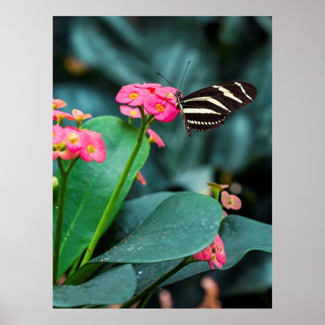 Vacker fjäril på en rosa blomma poster (Framsidan)