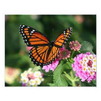 Vacker fjäril på Lantana Flower Fototryck