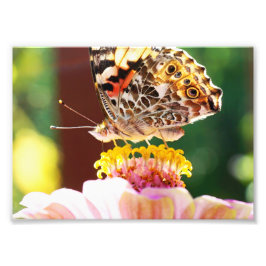 Vacker fjäril på Rosa Zinnia Flower Fototryck