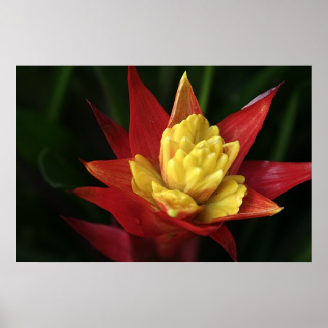 Vacker Flower Poster (Framsidan)