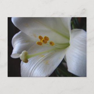 Vacker Flower Vykort