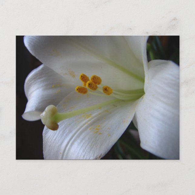 Vacker Flower Vykort (Framsida)