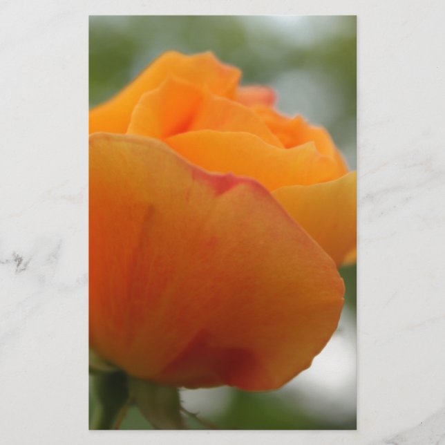 Vacker fotografering av gul rosblomma. brevpapper (Framsida)