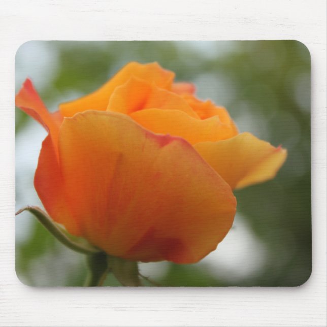 Vacker fotografering av gul rosblomma. musmatta (Framsidan)