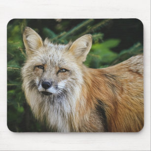Vacker Fox i Vilden Musmatta