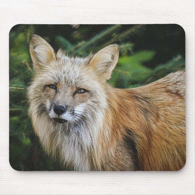 Vacker Fox i Vilden Musmatta (Framsidan)