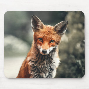 Vacker Fox i Vilden Musmatta