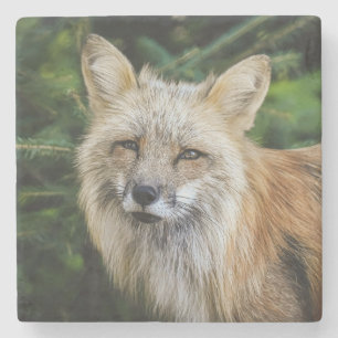 Vacker Fox i Vilden Stenunderlägg