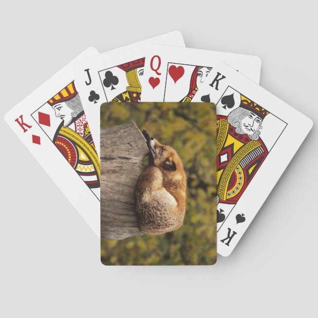 Vacker Fox Sleeping på en Träd-stump Casinokort (Baksidan)