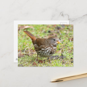 Vacker Fox Sparrow Songbird i Grass Vykort