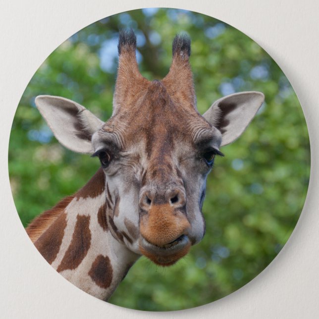 Vacker Giraffporträtt Knapp (Framsida)