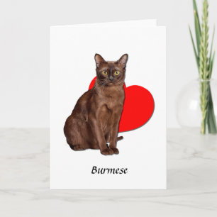 Vacker Golden Burmese Cat Moggy Heart Kärlek Kort