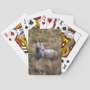 Vacker grå färgad häst casinokort