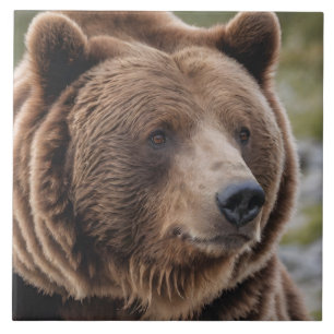 Vacker Grizzly Bear Porträtt Brown Bear 2a Kakelplatta