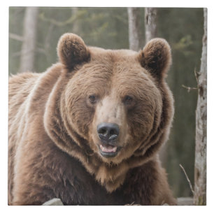 Vacker Grizzly Bear Porträtt Brown Bear 4a Kakelplatta