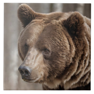 Vacker Grizzly Bear Porträtt Brown Bear Kakelplatta