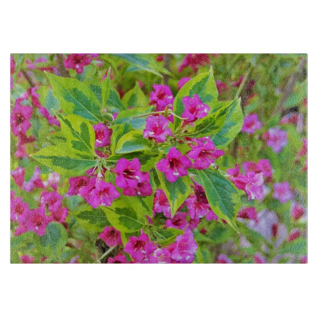 Vacker grön Weigela med karmosinröda blommor (Framsidan)