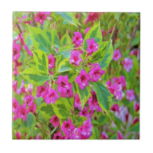 Vacker grön Weigela med karmosinröda blommor