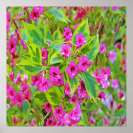Vacker grön Weigela med karmosinröda blommor Poster