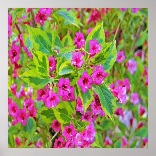 Vacker grön Weigela med karmosinröda blommor Poster (Framsidan)