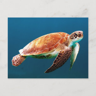 Vacker Grönt Sea Turtle Vykort