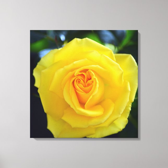Vacker gul ros blomfotografering. canvastryck (Framsida)