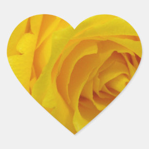 vacker gul ros blomfotografering hjärtformat klistermärke