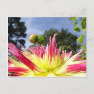 Vacker gul rosa dahlia DIY vykort