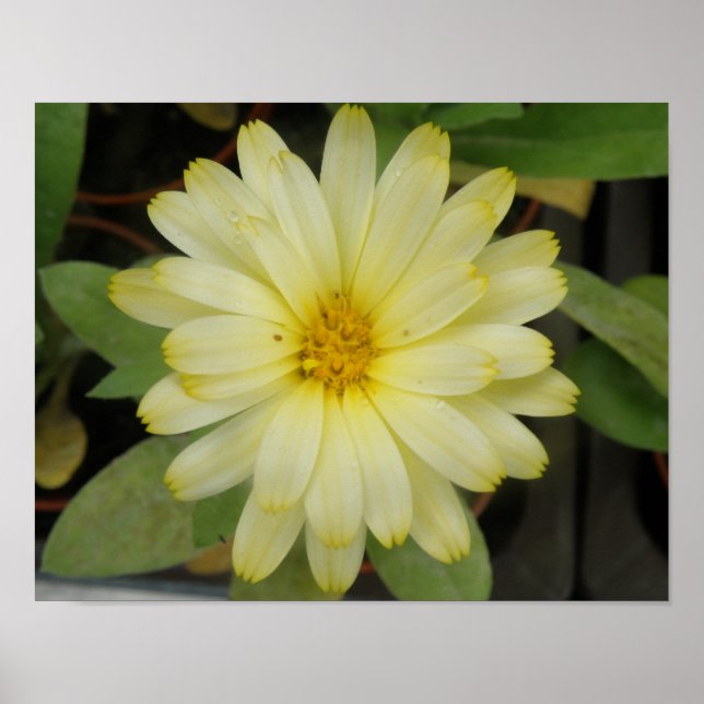 Vacker gul tagetes tryck (Framsidan)