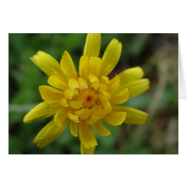 Vacker gul vild blomster, maskros hälsningskort (Framsidan Horizontal)