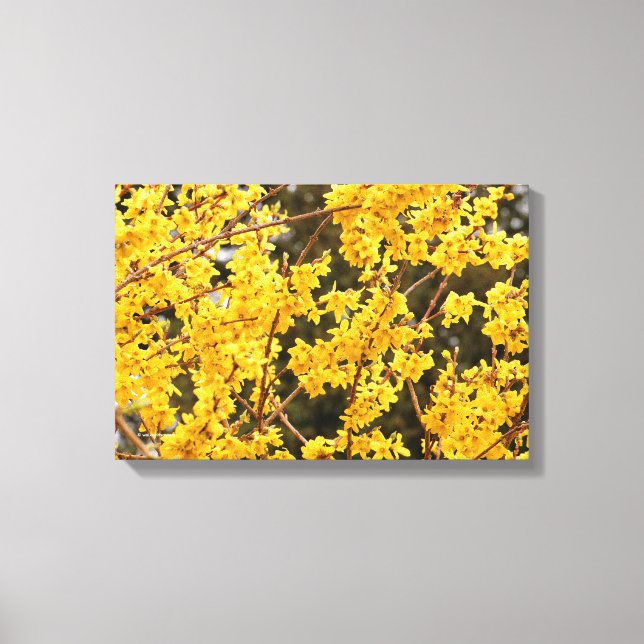 Vacker guldforsythia-buske canvastryck (Framsida)
