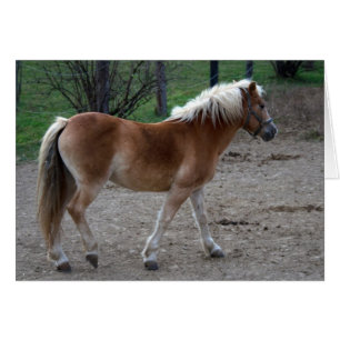 Vacker Haflinger Hälsningskort