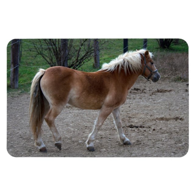 Vacker Haflinger Magnet (Horisontell)