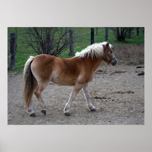Vacker Haflinger Poster (Framsidan)