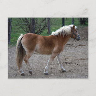 Vacker Haflinger Vykort