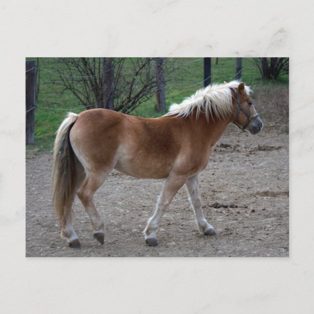 Vacker Haflinger Vykort (Framsida)