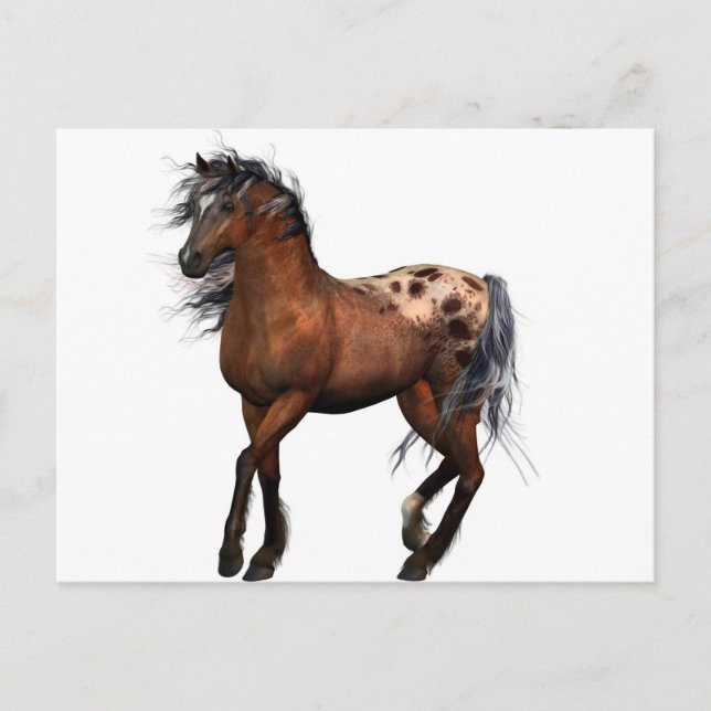 vacker häst vykort (Framsida)