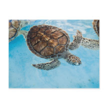 Vacker havssköldpadda