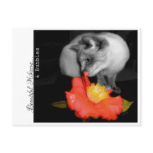 Vacker Hibiscus... och bubblor.