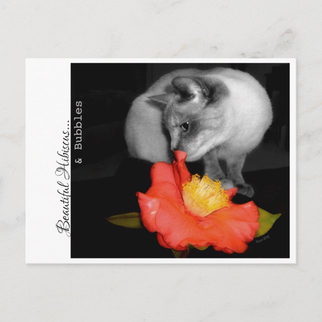 Vacker Hibiscus... och bubblor. Vykort (Framsida)