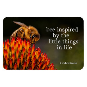 Vacker Honeybee Pollination a Coneflower Magnet