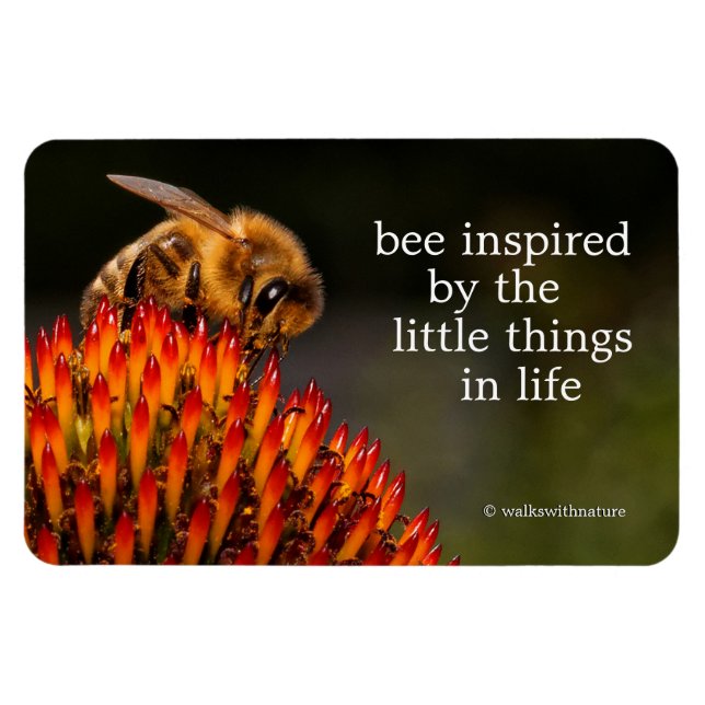 Vacker Honeybee Pollination a Coneflower Magnet (Horisontell)