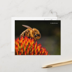 Vacker Honeybee Pollination a Coneflower Vykort