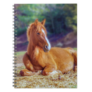 Vacker Horse Colt Anteckningsbok