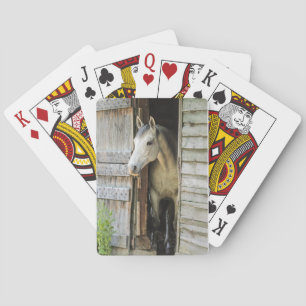 Vacker Horse Rustic Farm Scene Casinokort