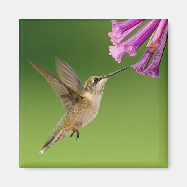 Vacker Hummingbird Nature Scenery Magnet (Framsidan)