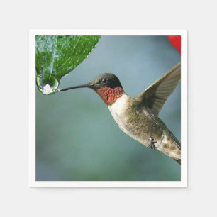Vacker Hummingbird Nature Scenery Pappersservett