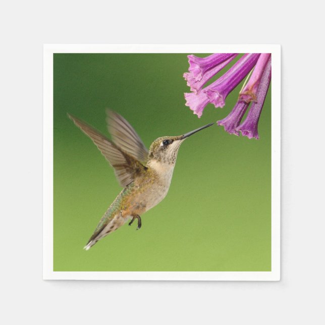 Vacker Hummingbird Nature Scenery Pappersservett (Framsidan)