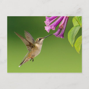 Vacker Hummingbird Nature Scenery Vykort
